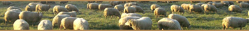 élevage ovin de race Charmoise