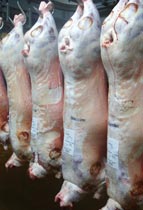 viande d'agneau de race Charmoise