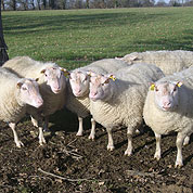 mâles