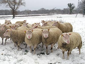 Béliers de race Charmoise
