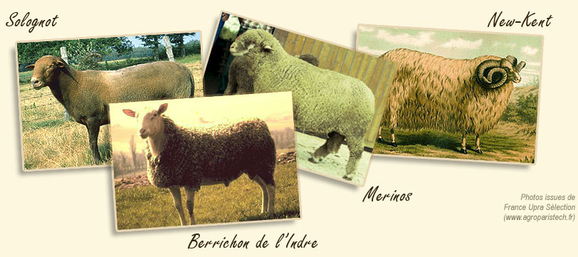 croisement races ovines